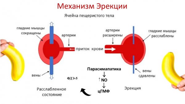 Проявление импотенции причины и методы лечения